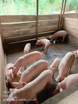 Pig and Piglet