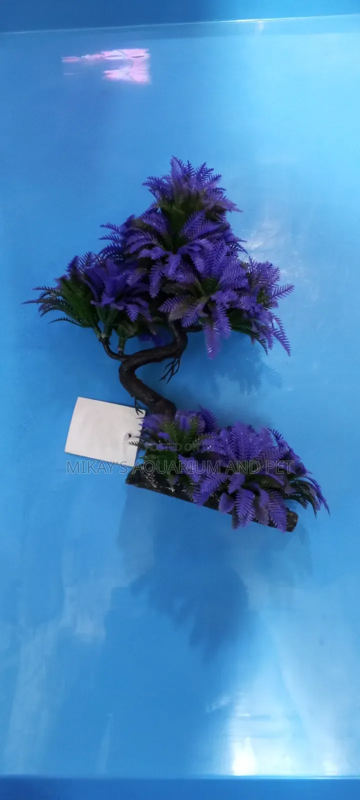 Plant for Aquarium Decor