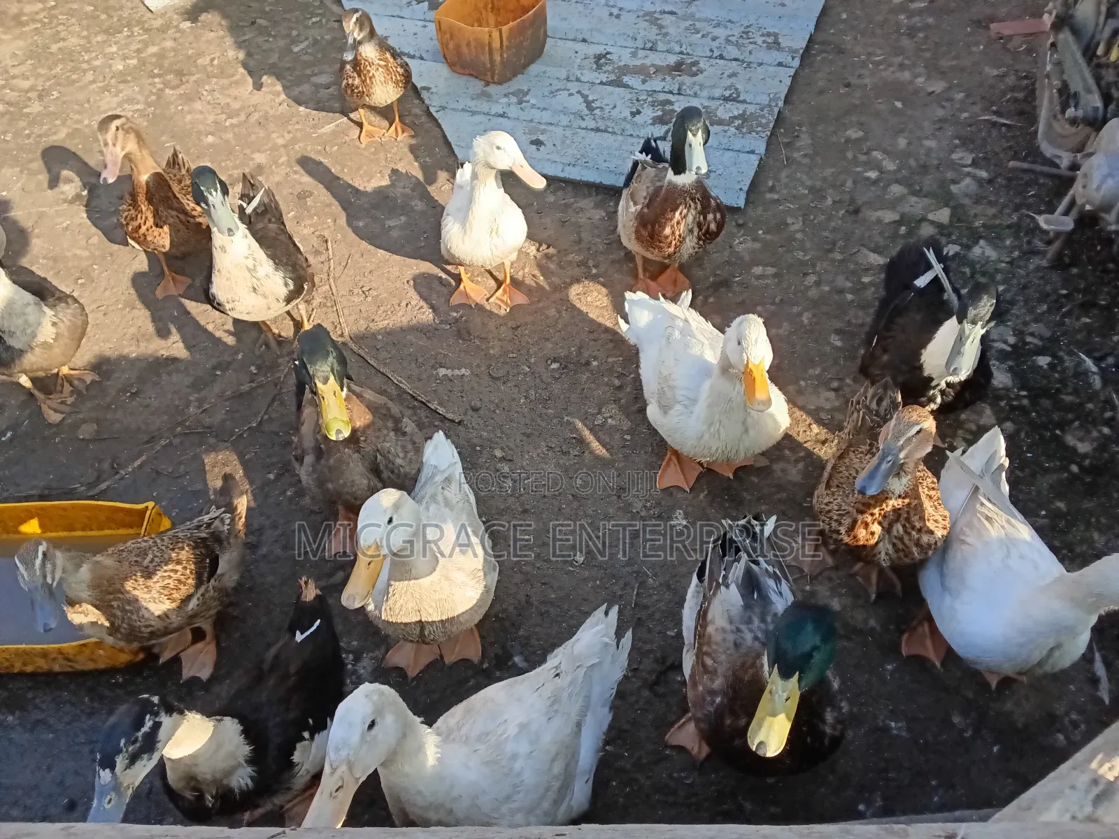 Pekin Ducks for Sale