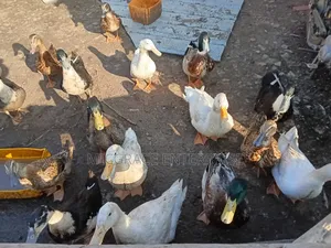 Pekin Ducks for Sale