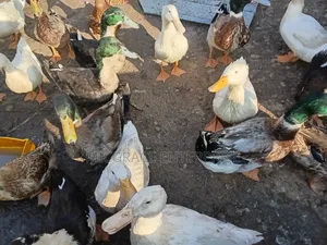 Pekin Ducks for Sale