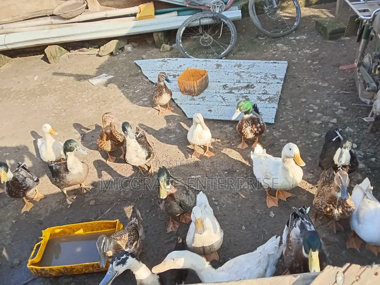Pekin Ducks for Sale