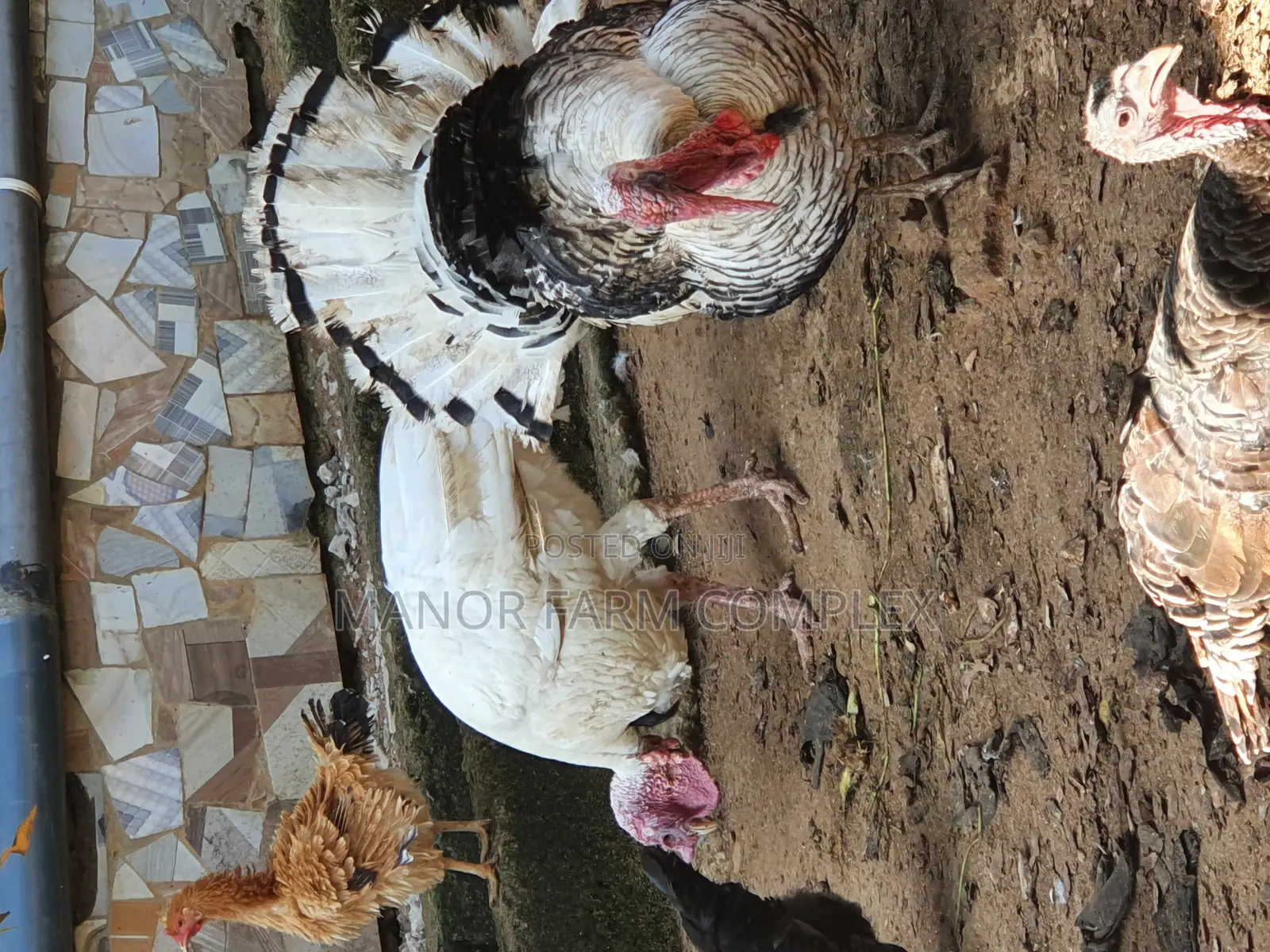 Turkey Organic Fertile Eggs