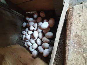 Turkey Organic Fertile Eggs