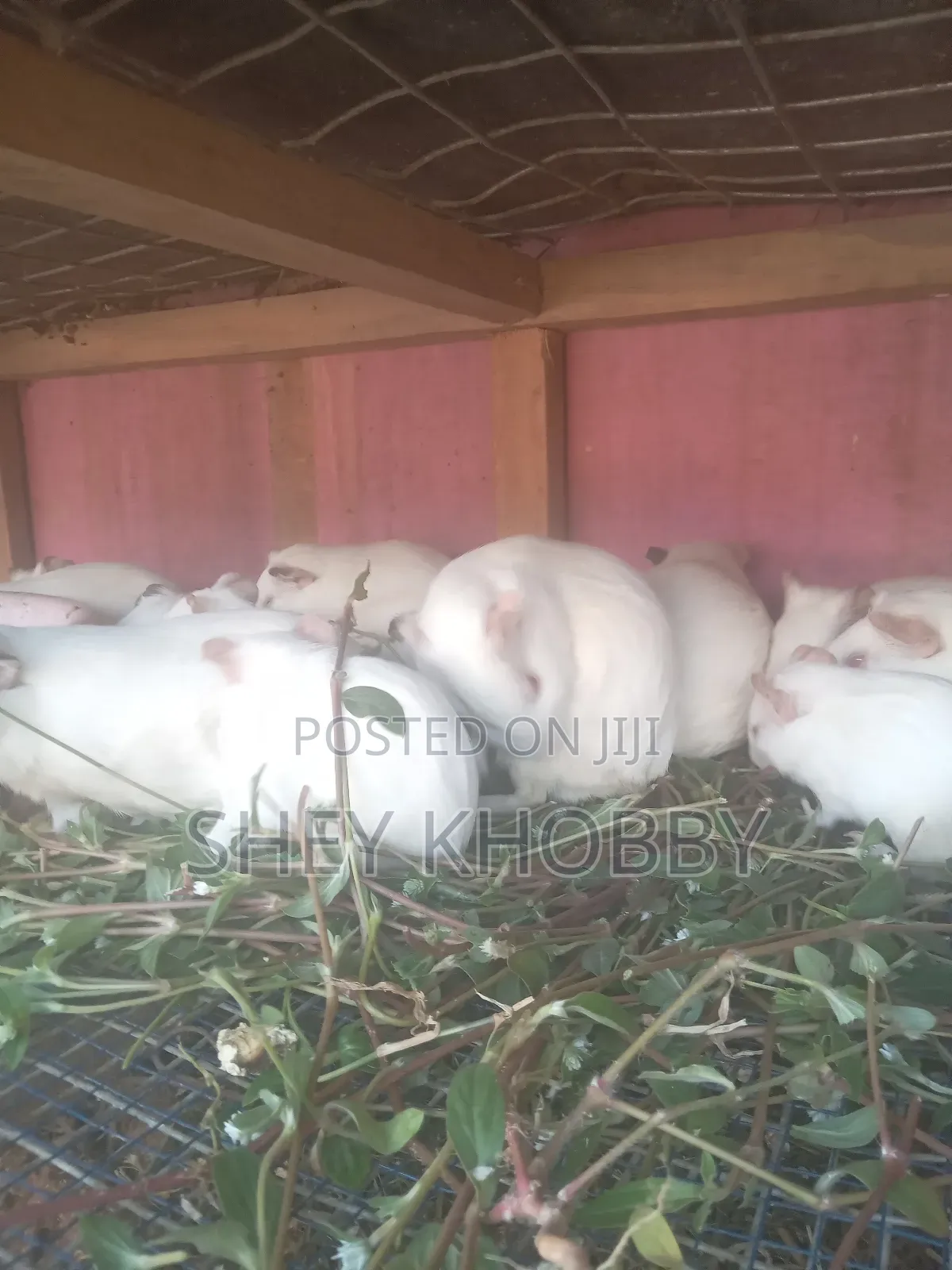Albino Guinea Pigs for Sale
