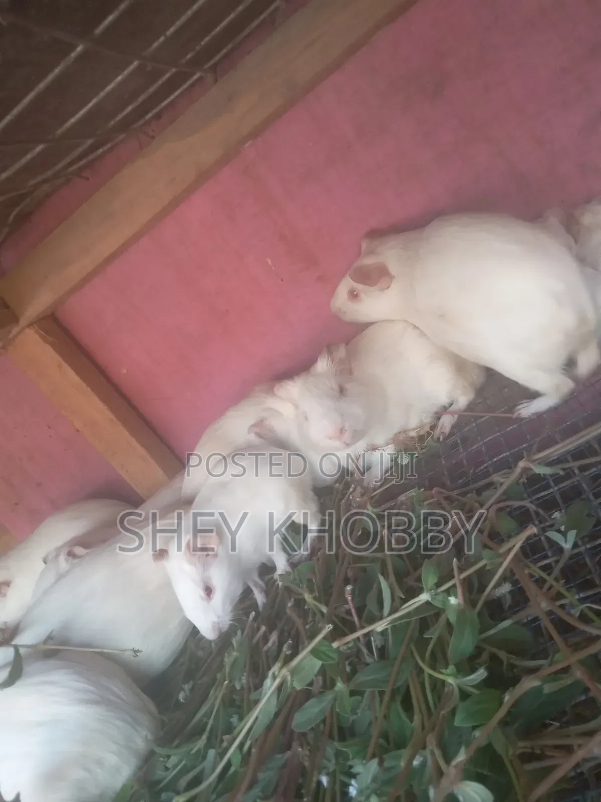 Albino Guinea Pigs for Sale