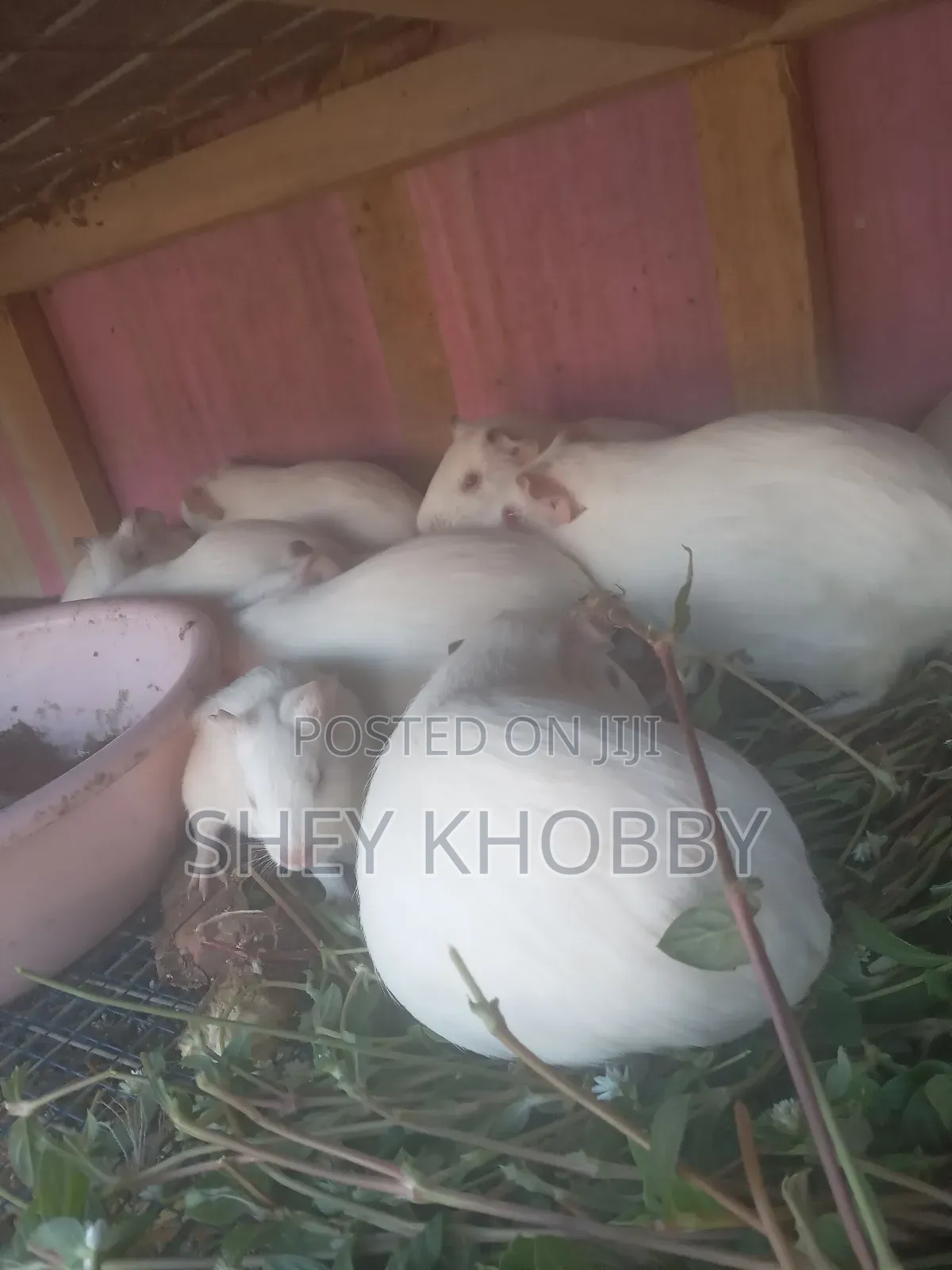 Albino Guinea Pigs for Sale