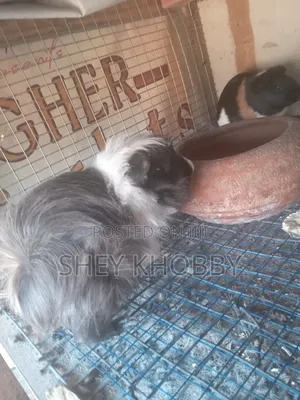 Abbysinian Guinea Pigs for Sale