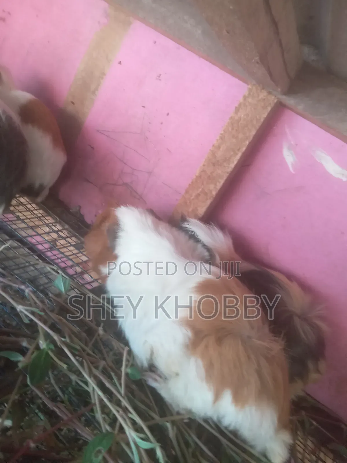 Abbysinian Guinea Pigs for Sale