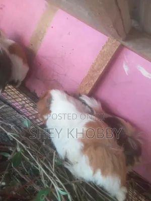 Abbysinian Guinea Pigs for Sale