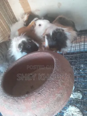 Abbysinian Guinea Pigs for Sale