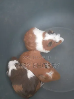 Crested Guinea Pigs Available.