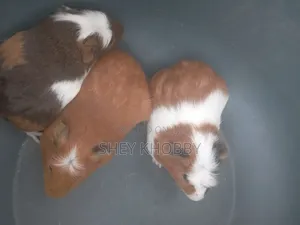 Crested Guinea Pigs Available.