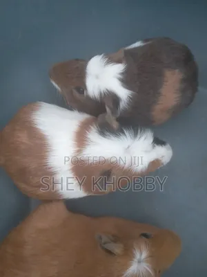 Crested Guinea Pigs Available.