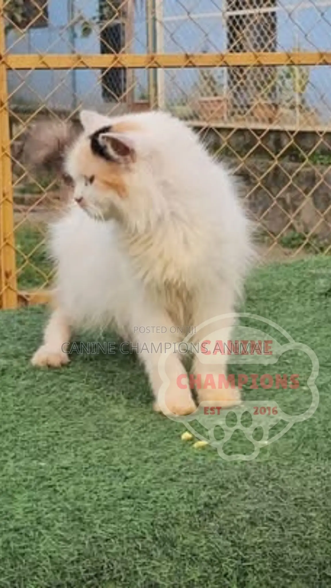 6-12 months Female Purebred Persian