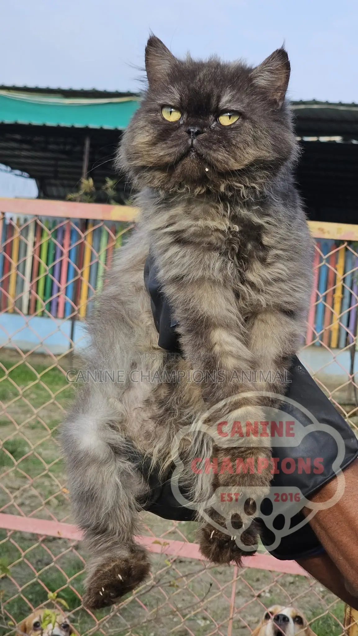 6-12 months Female Purebred Persian