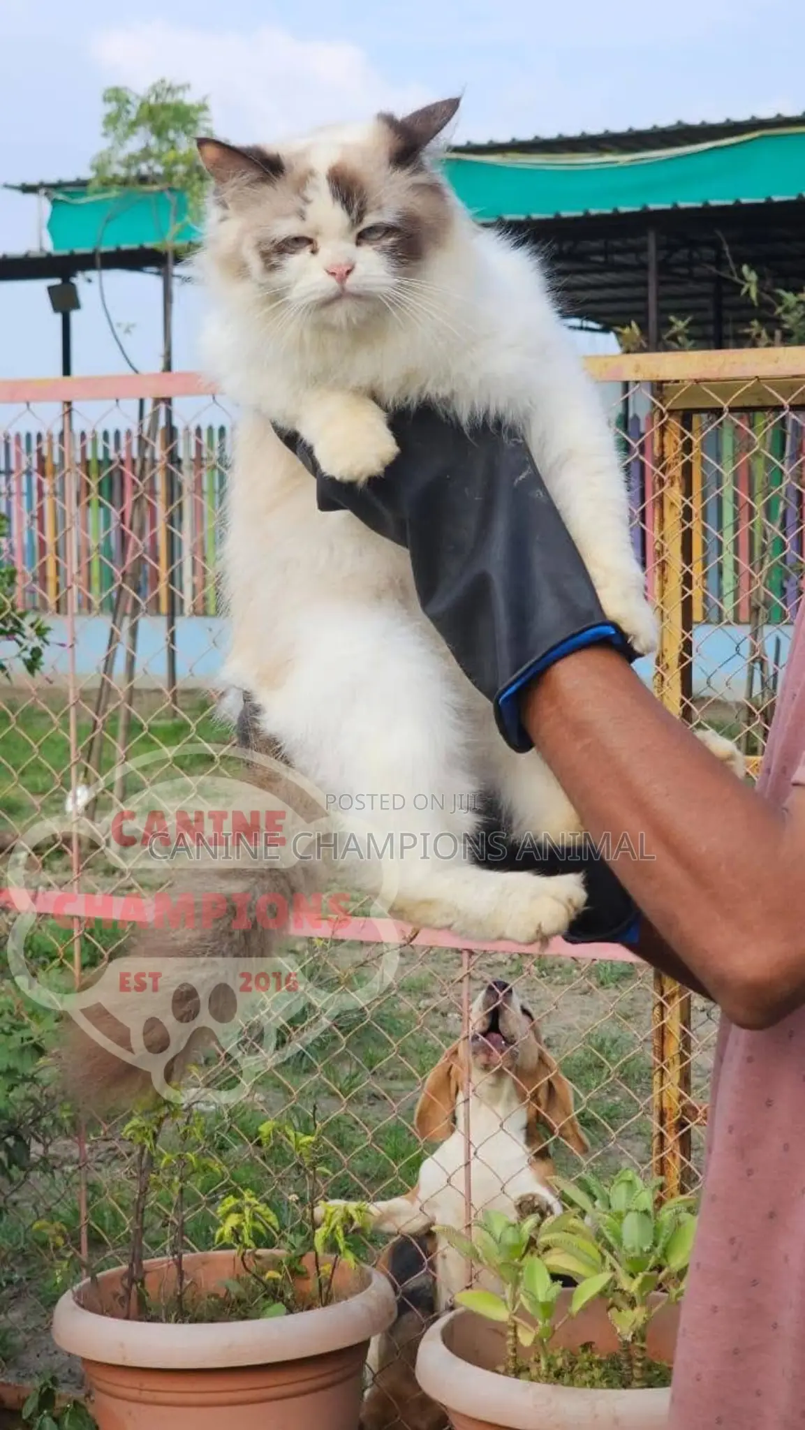 6-12 months Female Purebred Persian