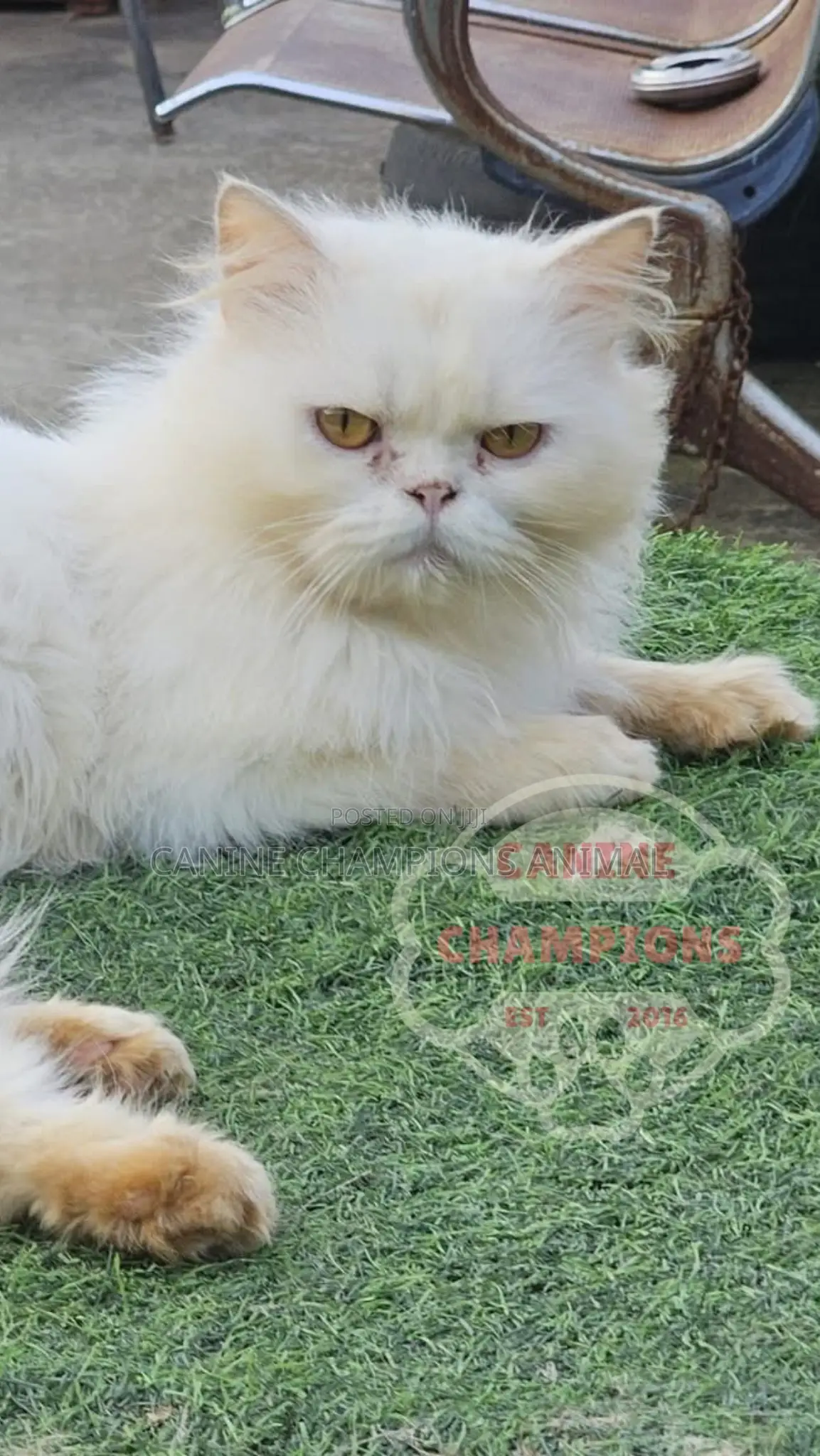 6-12 months Female Purebred Persian
