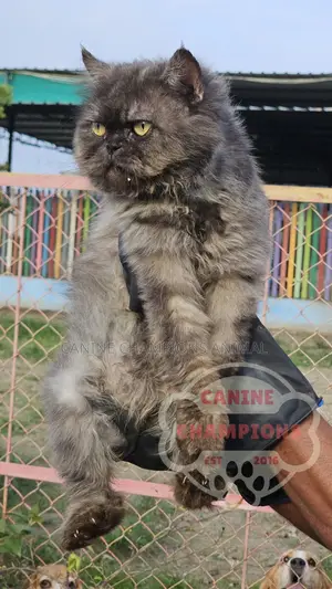 6-12 months Female Purebred Persian