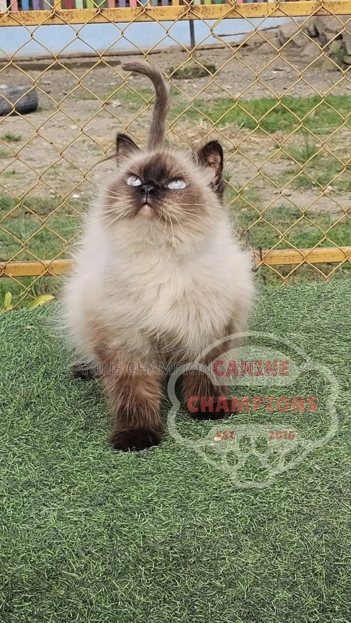 6-12 months Female Purebred Persian