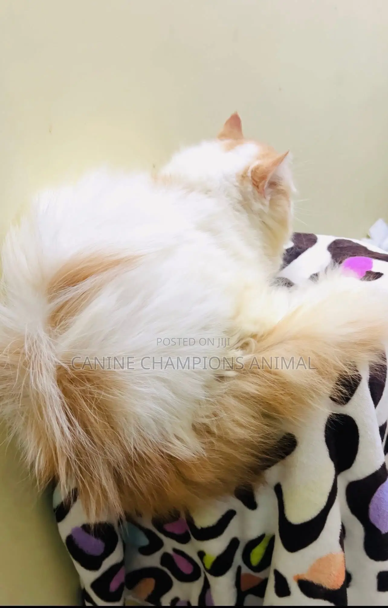 1-3 months Female Purebred Persian