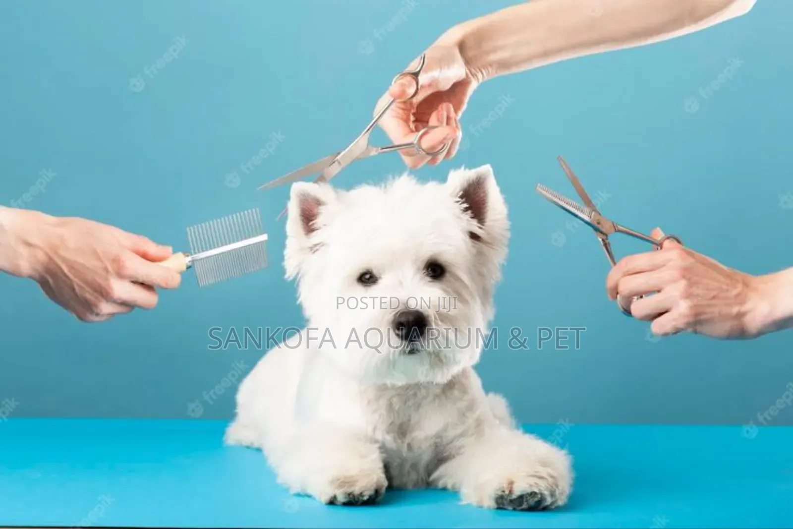 Puppy Grooming Service