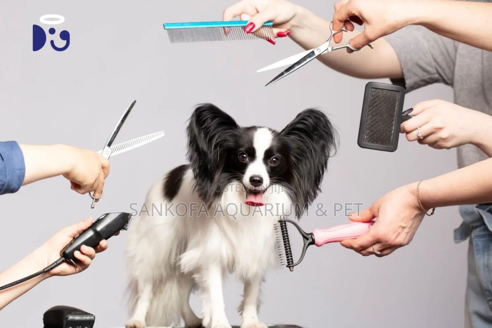 Puppy Grooming Service