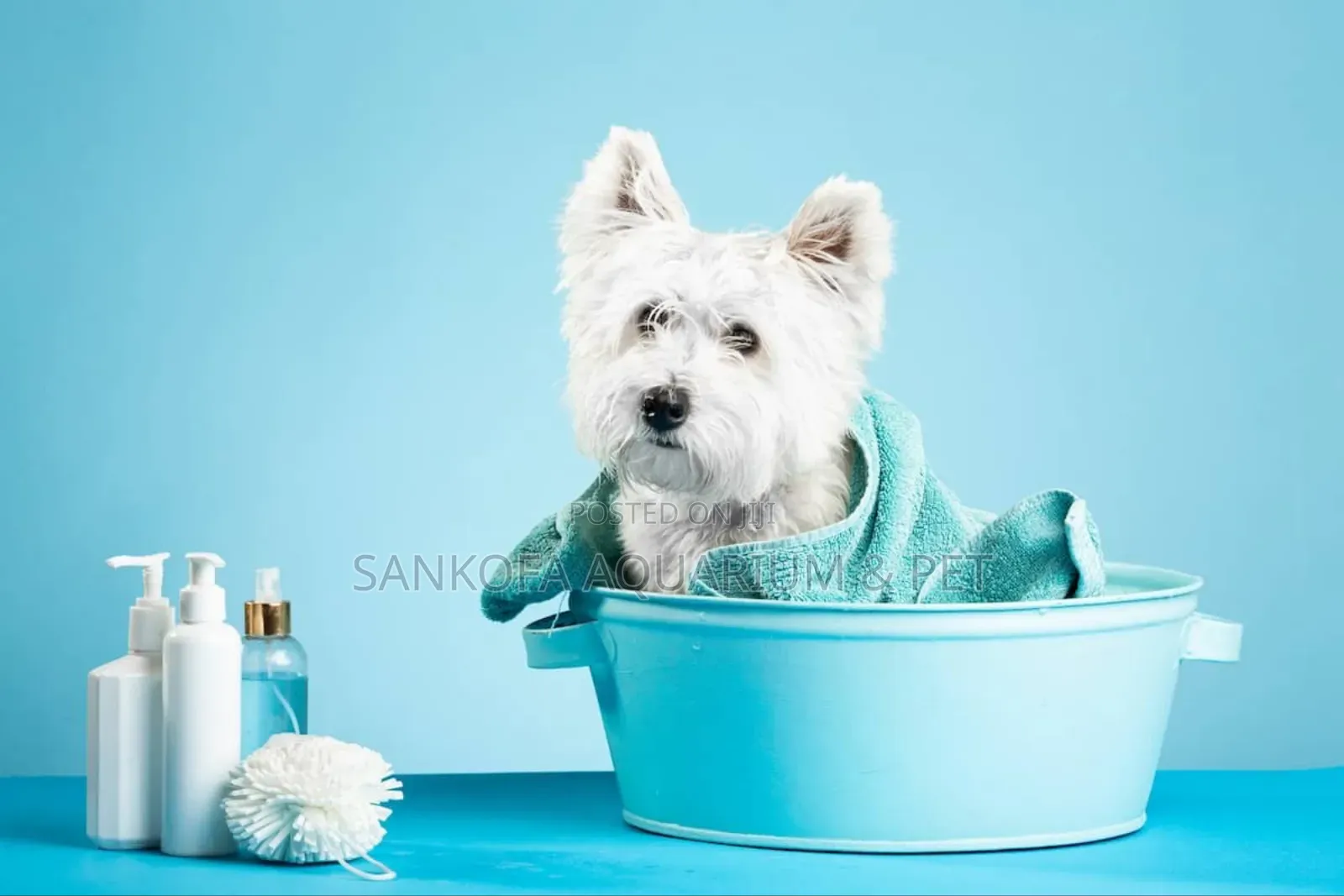 Puppy Grooming Service