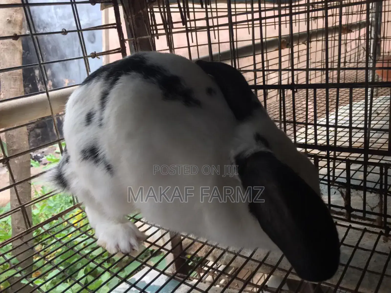 Rabbit for Sale