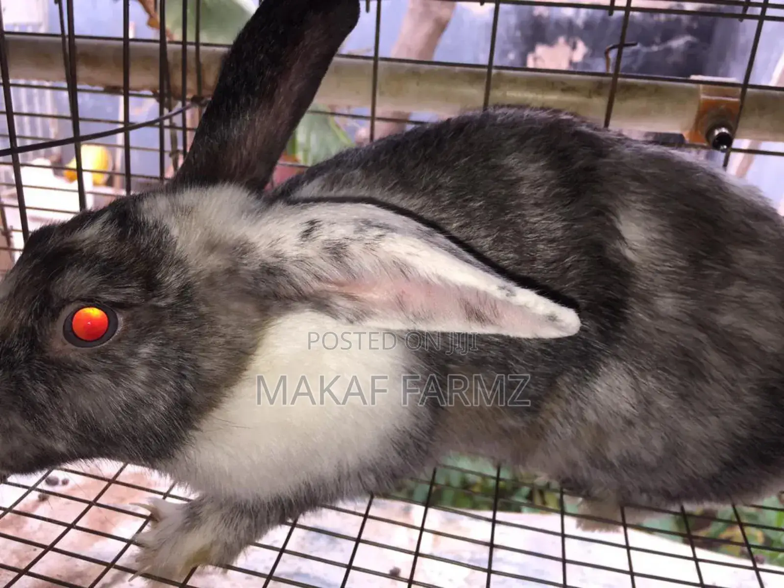 Rabbit for Sale