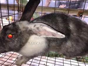 Rabbit for Sale