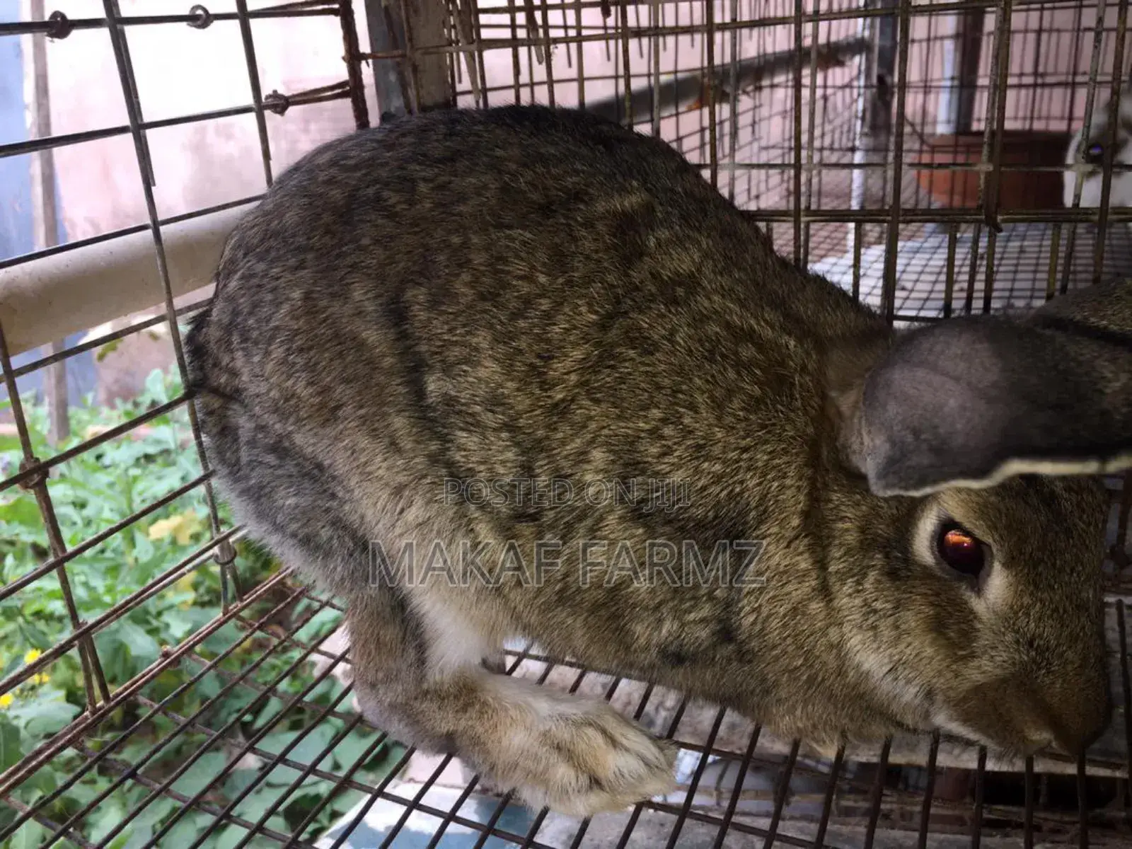 Rabbit for Sale