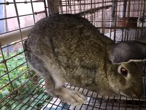 Rabbit for Sale