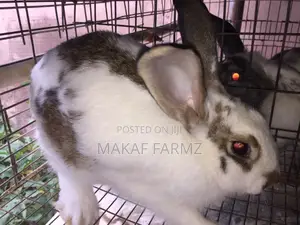 Rabbit for Sale