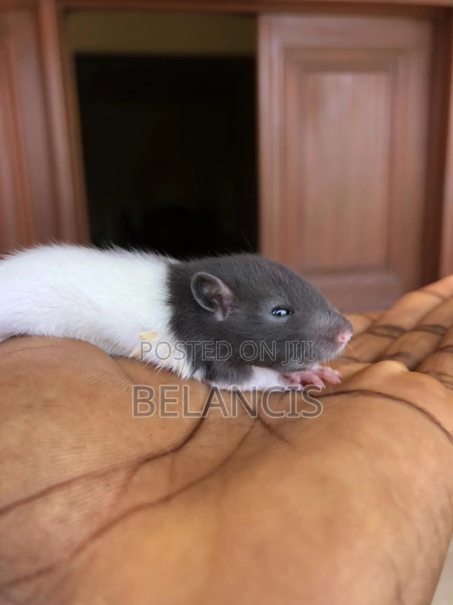 White Mouse