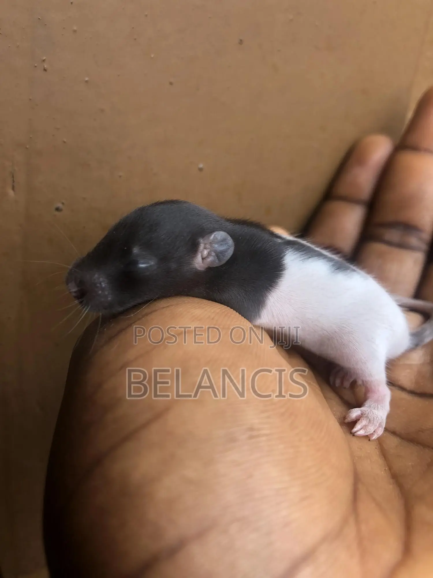 White Mouse