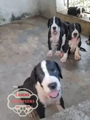 1-3 months Female Purebred Great Dane