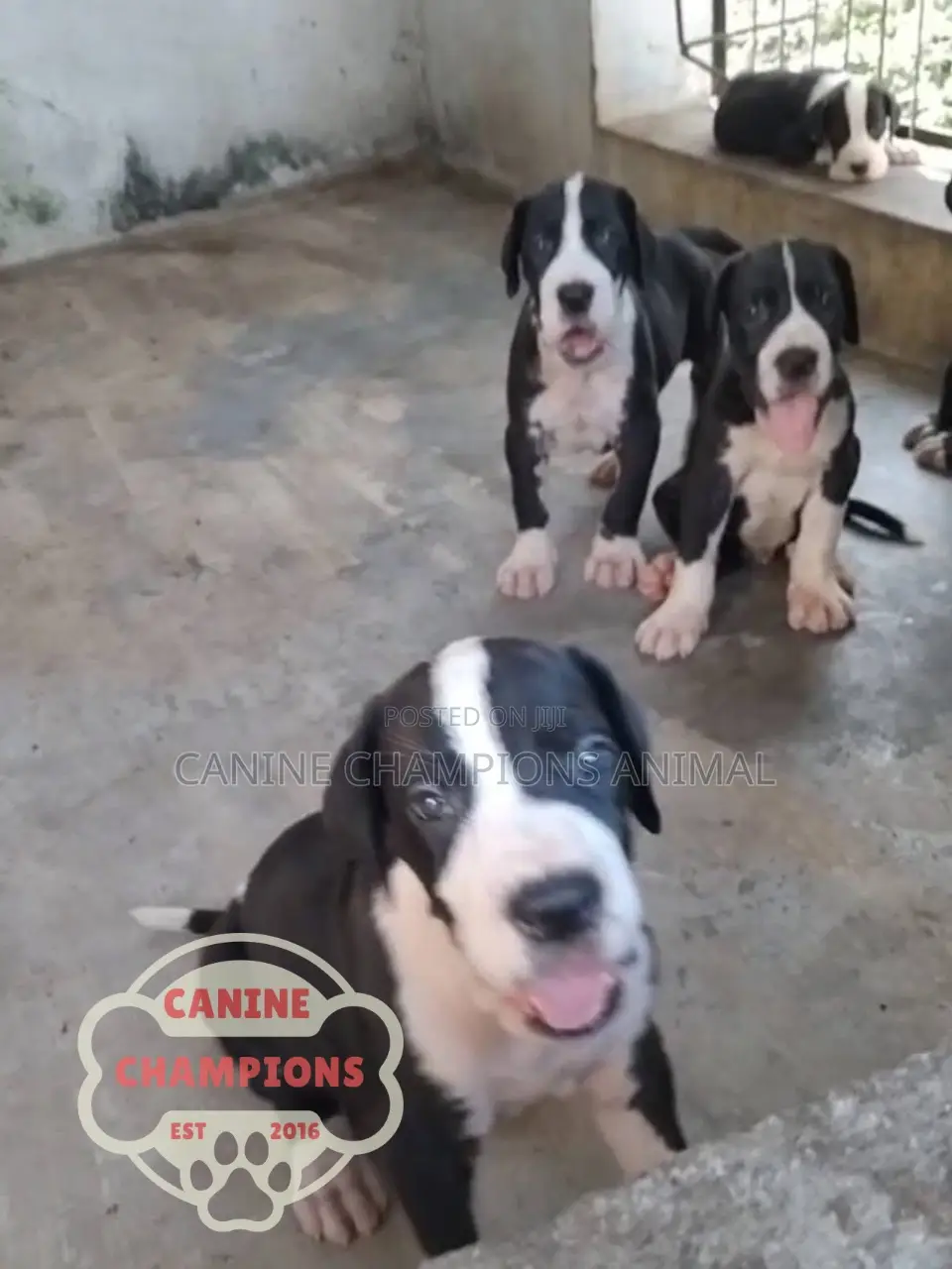 1-3 months Female Purebred Great Dane