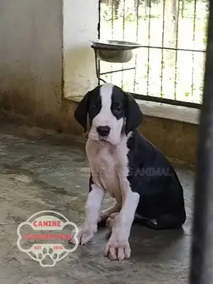 1-3 months Female Purebred Great Dane