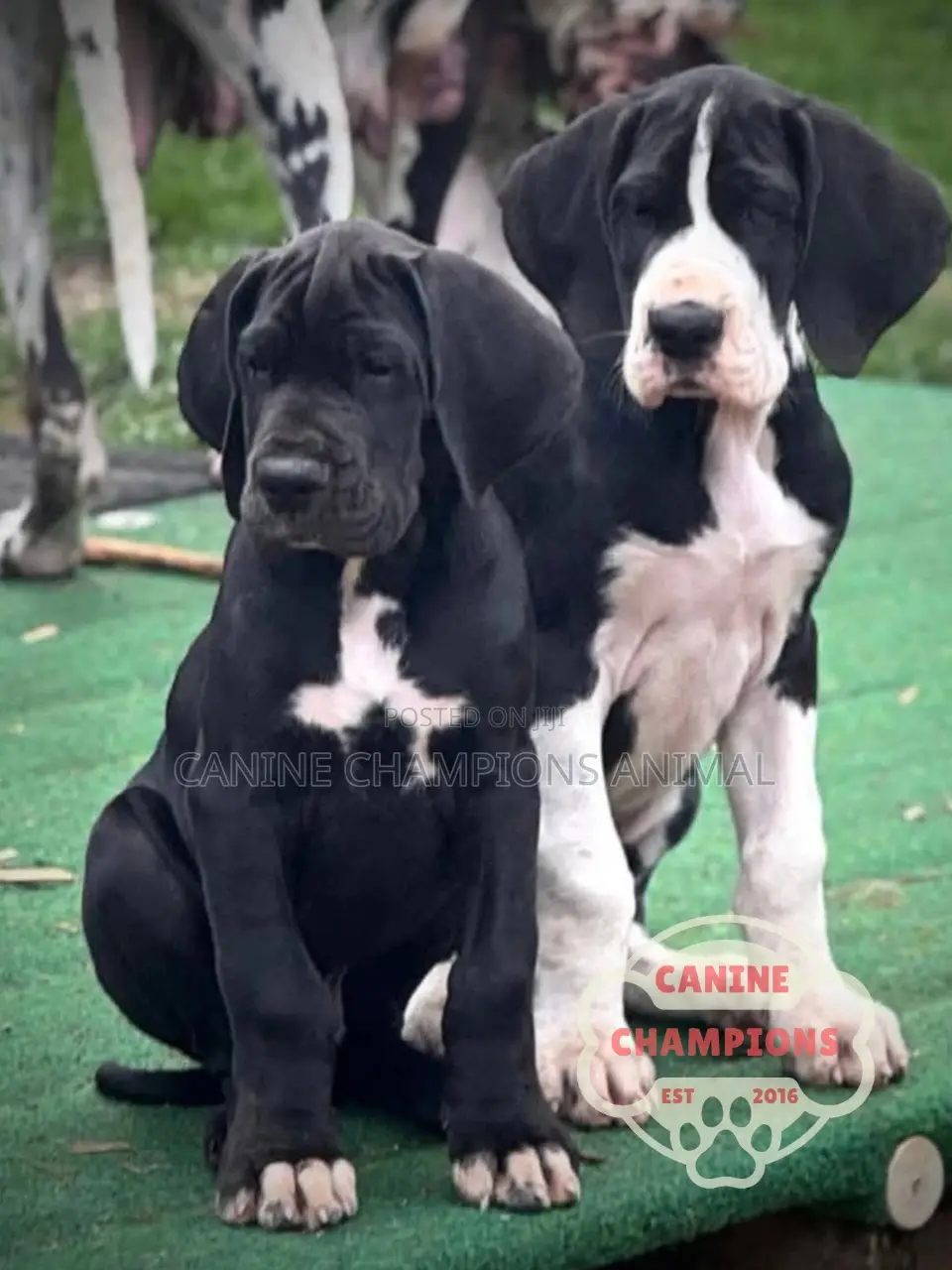 1-3 months Female Purebred Great Dane