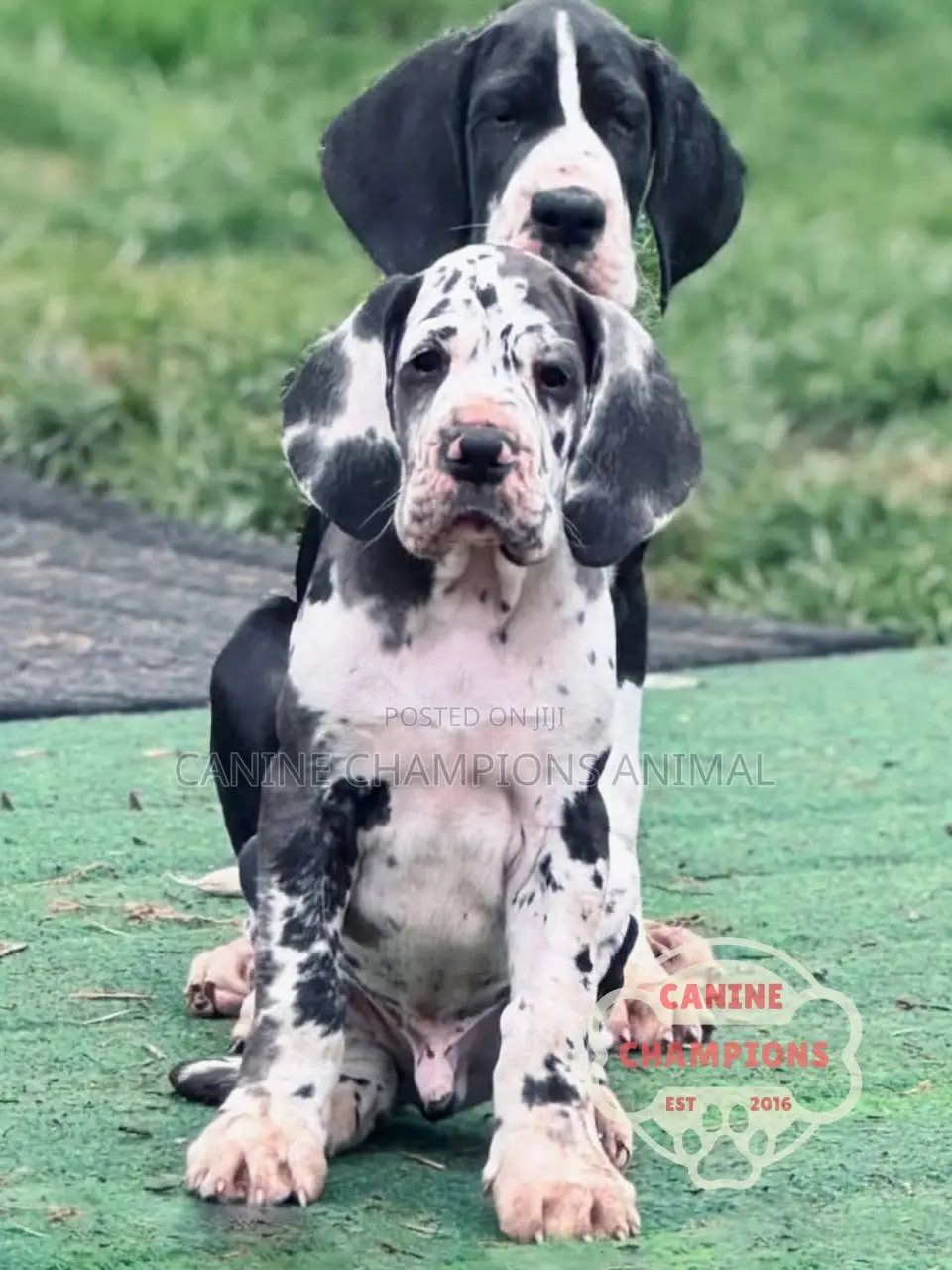 1-3 months Female Purebred Great Dane
