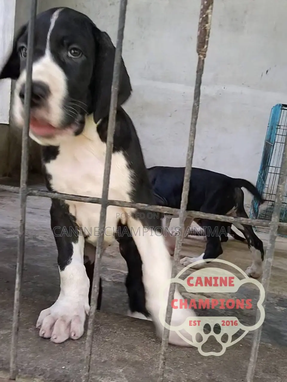 1-3 months Female Purebred Great Dane