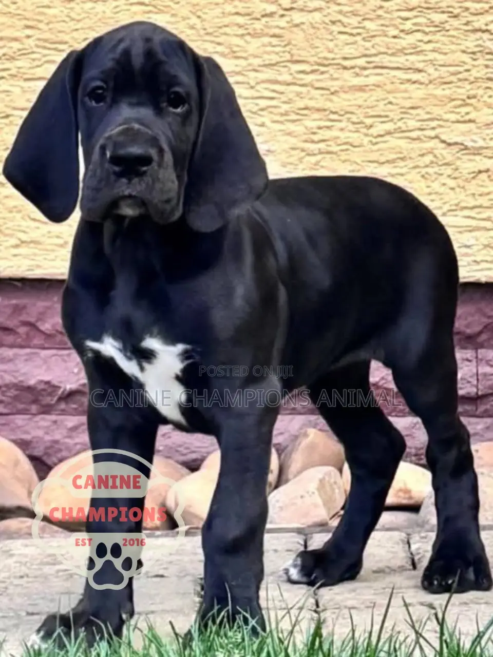 1-3 months Female Purebred Great Dane