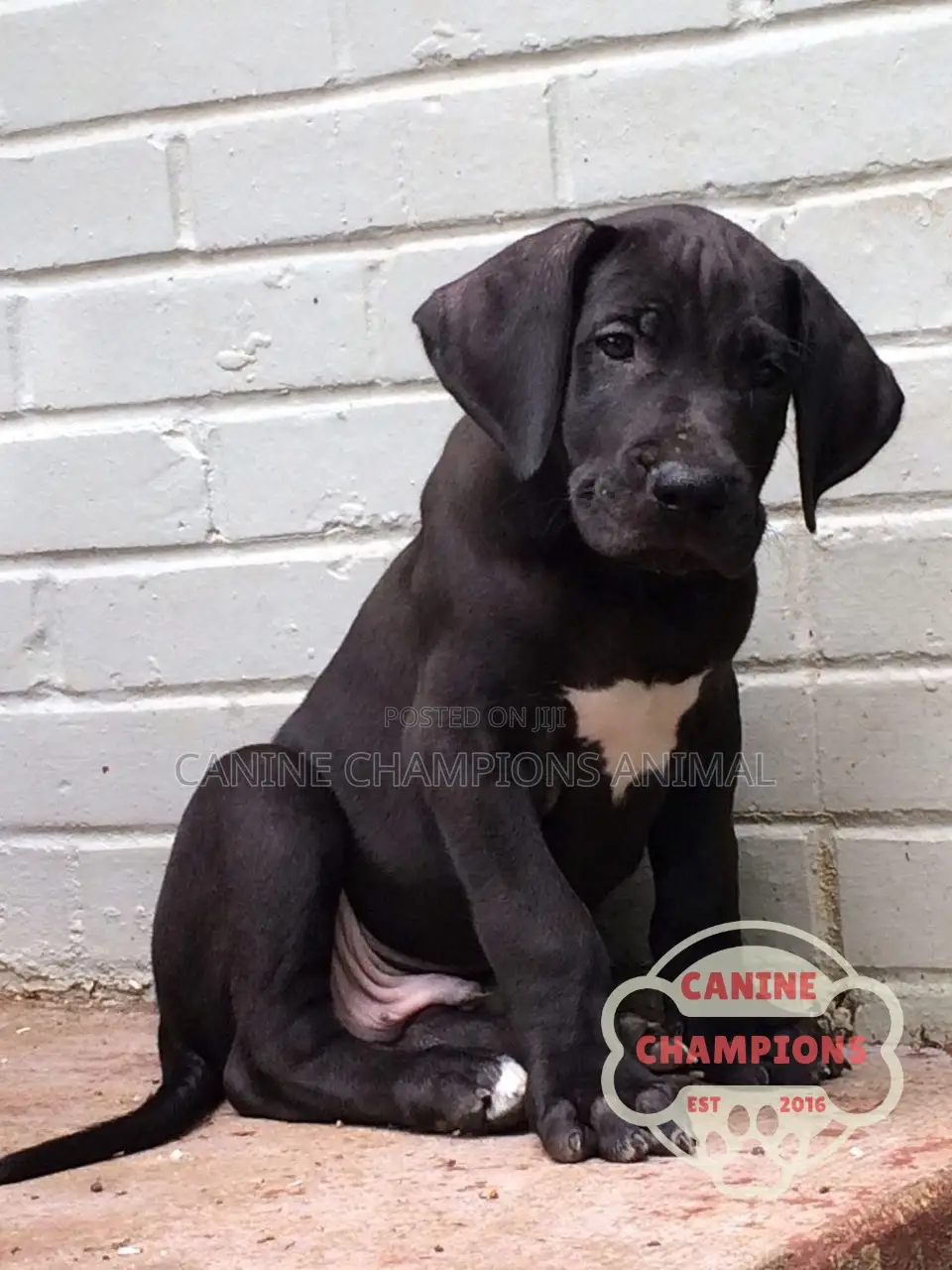 1-3 months Female Purebred Great Dane