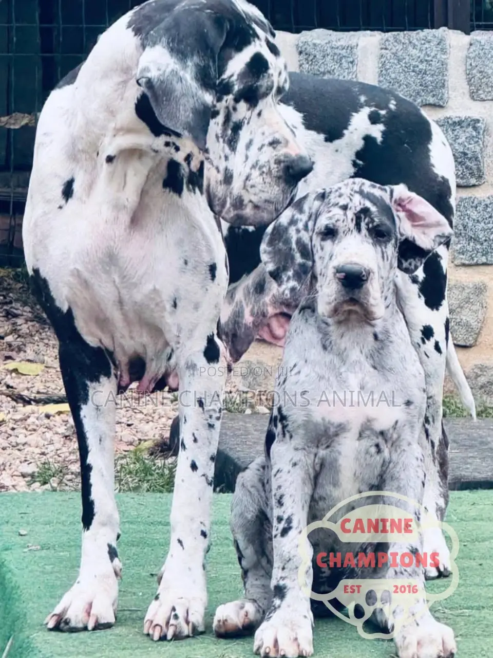 1-3 months Female Purebred Great Dane