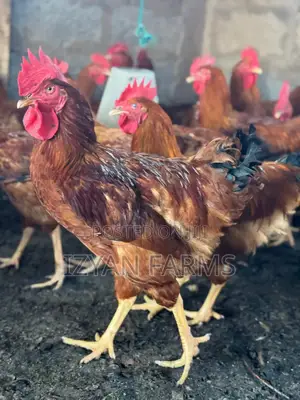 Poultry ( Sasso Birds)