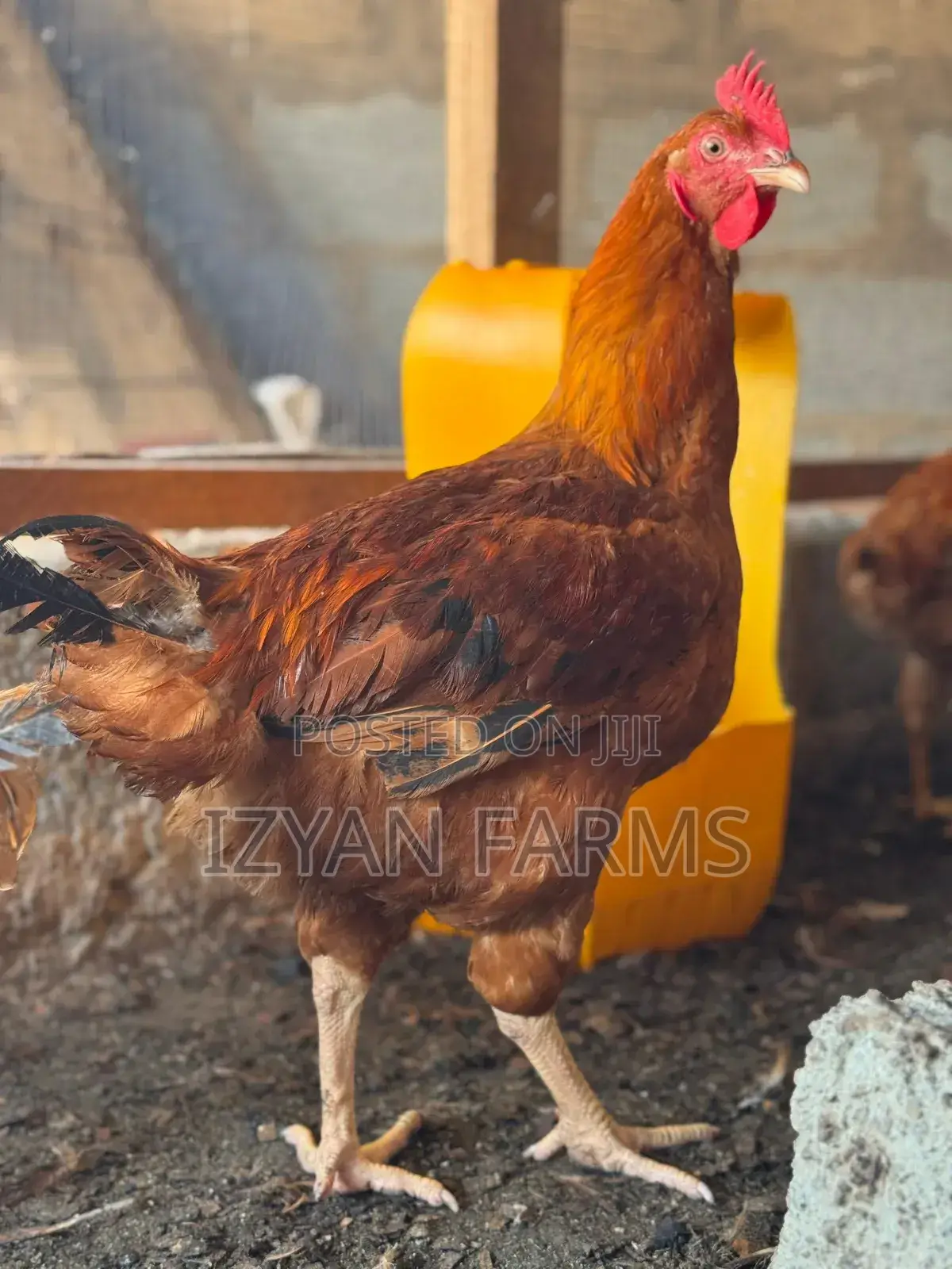 Poultry ( Sasso Birds)