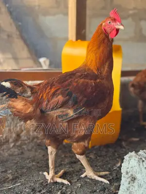 Poultry ( Sasso Birds)
