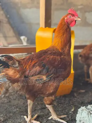Poultry ( Sasso Birds)