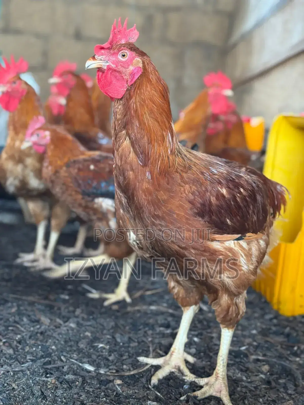 Poultry ( Sasso Birds)